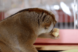 Banaan GIF. Eten en drinken Banaan Gifs Persoon 