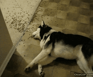 Ben Stiller GIF. Bioscoop Gifs Filmsterren Ben stiller 