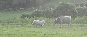Ben Stiller GIF. Ontbijt Succes Gifs Filmsterren Ben stiller Zwaargewichten 