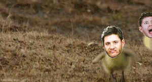 Honden GIF. Dieren Gifs Hond Kip 