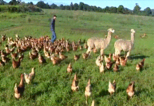 Honden GIF. Dieren Gifs Hond Kip 