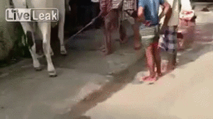 Koe GIF. Dieren Koe Gifs 