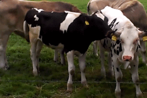 Koe GIF. Dieren Koe Gifs 