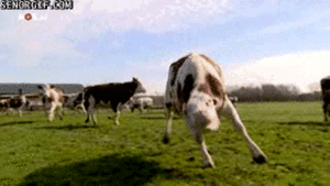 Koe GIF. Dieren Koe Gifs Maaier 