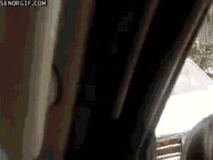Baby GIF. Dieren Koe Baby Gifs 