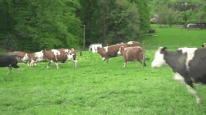 Koe GIF. Dieren Koe Gifs 