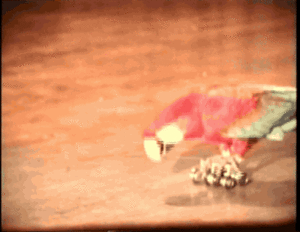 Baby GIF. Dieren Koe Baby Gifs Kostuum Zuigelingen 