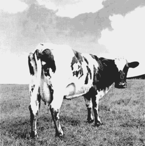 Koe GIF. Dieren Koe Gifs Binnenzijde 