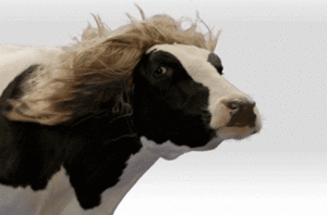 Koe GIF. Dieren Koe Gifs 