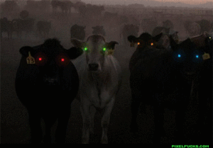 Koe GIF. Dieren Koe Regenboog Gifs Schaduw Schitteren 