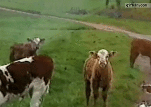 Koe GIF. Dieren Koe Gifs Sproeier 