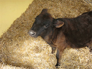 Baby GIF. Dieren Koe Baby Gifs 