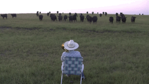 Koe GIF. Dieren Koe Gifs 