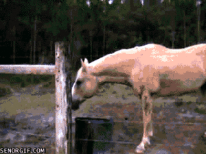 Koe GIF. Dieren Koe Luke Gifs 