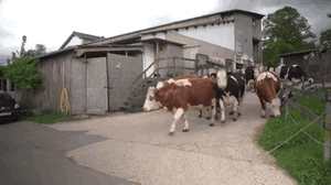 Koe GIF. Dieren Koe Gifs Klieven 