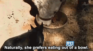 Koe GIF. Dieren Koe Gifs 