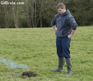 Koe GIF. Dieren Koe Gifs 