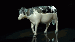 Koe GIF. Dieren Melk Koe Gifs Woahdude 