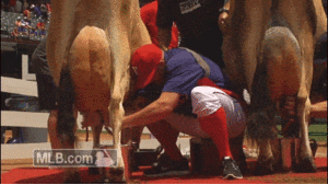 Koe GIF. Dieren Koe Gifs 