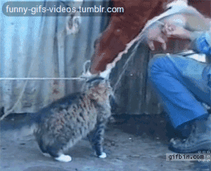 Koe GIF. Dieren Koe Gifs 