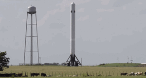 Koe GIF. Dieren Koe Gifs Smaak 