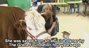 Koe GIF. Dieren Koe Gifs Smaak 