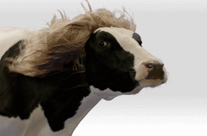 Koe GIF. Dieren Koe Haar Gifs Blond Pruik 