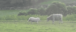 Koe GIF. Dieren Koeien Koe Gifs 