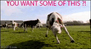 Koe GIF. Dieren Koe Gifs 