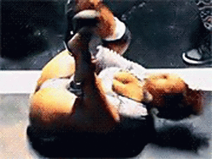 Koe GIF. Dieren Koe Haar Gifs Blond Pruik 