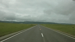 Koe GIF. Dieren Ufo Koe Gifs Vreemdelingen 
