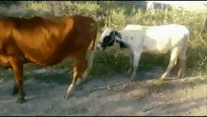 Koe GIF. Dieren Koe Gifs Mislukken Geslacht Humping 