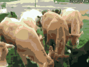 Koe GIF. Dieren Grappig Koe Gifs 
