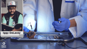Koe GIF. Dieren Koe Gifs 