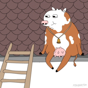 Koe GIF. Dieren Koe Gifs Mislukken Geslacht Humping 