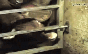 Koe GIF. Dieren Koeien Koe Gifs Mislukken 