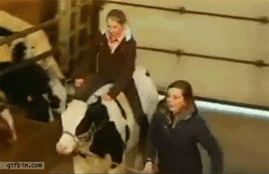 Koe GIF. Dieren Koe Gifs Jumping Horde Ruiter 