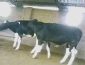 Koe GIF. Dieren Koeien Koe Gifs Mislukken 
