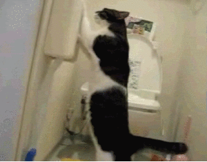 Koe GIF. Dieren Koe Gifs 