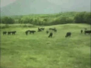 Koe GIF. Dieren Ufo Koe Gifs Vreemdelingen 