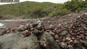 Krab GIF. Dieren Krab Gifs Hond 