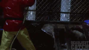 Krab GIF. Dieren Krab Gifs Druk 