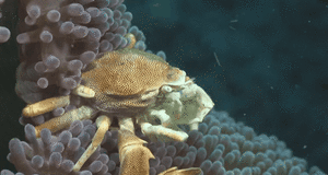 Krab GIF. Dieren Krab Gifs Oceaan Dieren rijdieren 