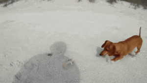 Krab GIF. Dieren Krab Gifs 