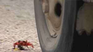 Krab GIF. Dieren Krab Gifs Lopend Ontsnapt 