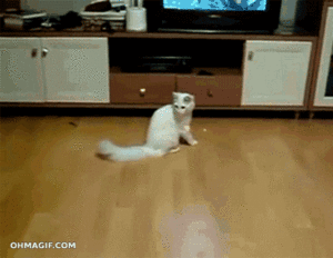 Krab GIF. Dieren Sigaret Krab Gifs Omgaan Badass 
