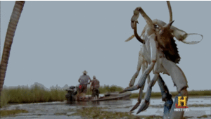 Krab GIF. Dieren Krab Gifs Arm 