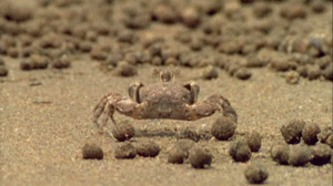 Krab GIF. Dieren Krab Gifs Ja He 