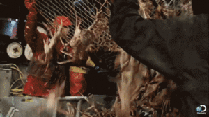 Krab GIF. Dieren Krab Gifs Dans 