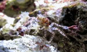 Krab GIF. Dieren Krab Gifs Dans 